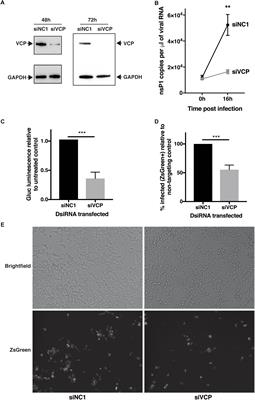 VCP/p97 Is a Proviral Host Factor for Replication of Chikungunya Virus and Other Alphaviruses